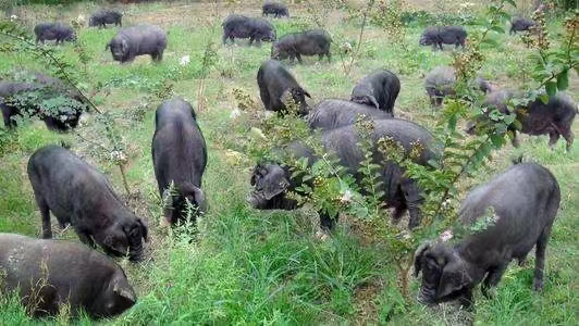 黑豬照片4.jpg 黑豬照片4.jpg