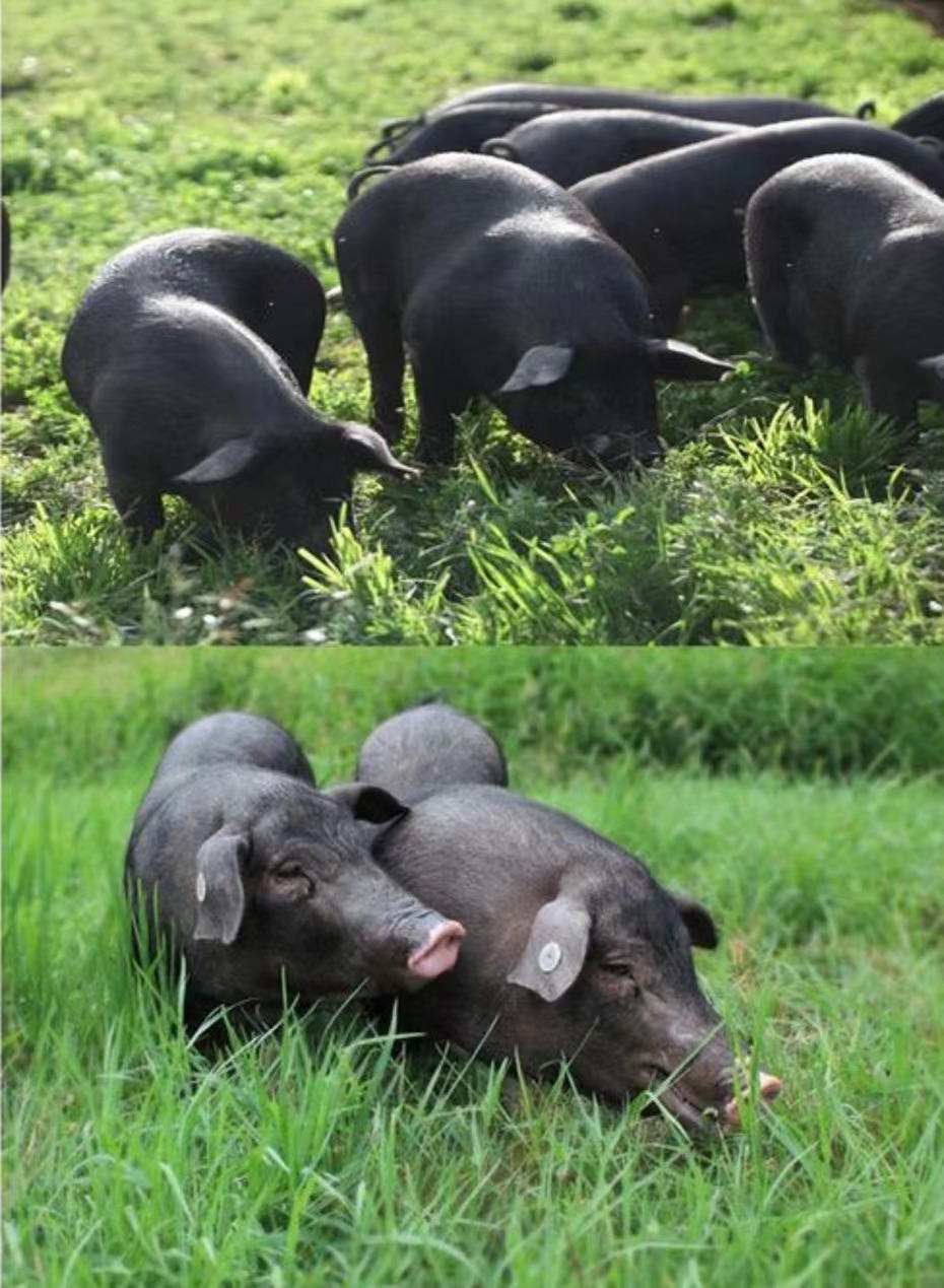 黑豬照片.jpg 黑豬照片.jpg